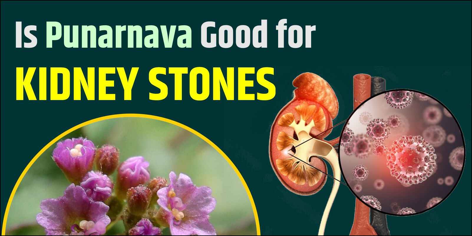 Is Punarnava Good for Kidney Stones